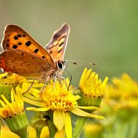 Small Copper 